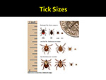 Tick Sizes