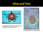 Mites and Ticks