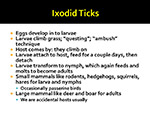 Ixodid ticks