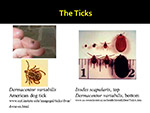 The Ticks 