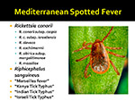  Mediterranean Spotted Fever 