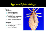  Typhus  Epidemiology