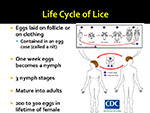 Life Cycle of Lice