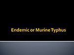 Endemic or Murine Typhus