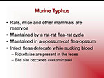 Murine Typhus