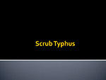 Scrub Typhus