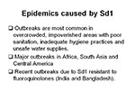 Epidemics caused by Sd1
