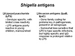 Shigella antigens
