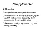  Campylobacter 