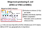 Shiga toxin