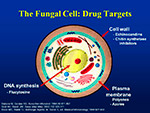 The fungal cell
