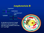  Amphotericin B 