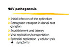 HSV pathogenesis