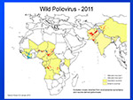Wild Poliovirus