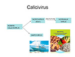 Calicivirus