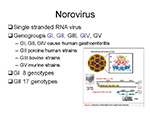 Norovirus