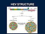 HEV Structure