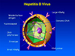  Hepatitis B 
