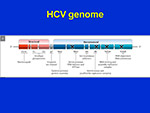 HCV genome