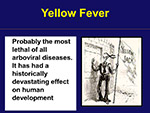  Yellow Fever 