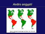  Aedes aegypti 