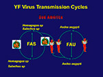 YF Virus transmission