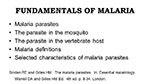 Fundamentals of Malaria