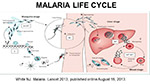 Malaria Life Cycle