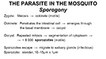 Sporogony