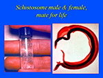 Schistosome male