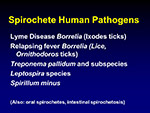 Spirochete