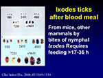 Ixodes ticks