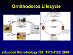 Ornithodoros