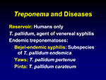 Treponema