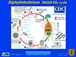 Dyphillobothrium latum