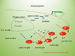  Artemisinins 