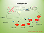 Primaquine