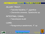  Hermaphroditic Trematodes 