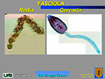  Fasciola 