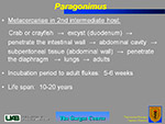  Paragonimus 