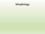 Morphology