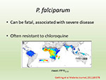 P falciparum