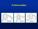 Echinocandins