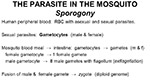 Sporogony